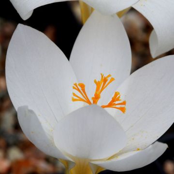 Crocus speciosus Crocus Speciosus Albus