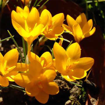 Crocus ancyrensis Golden Bunch