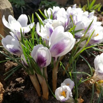 Crocus Prins Claus - Croco