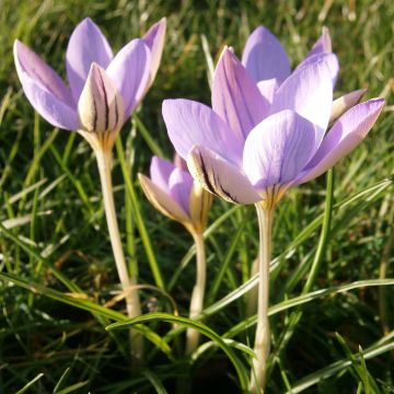 Crocus imperati De Jager - Zafferano d'Imperato