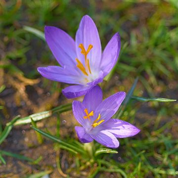 Crocus ligusticus - Zafferano ligure