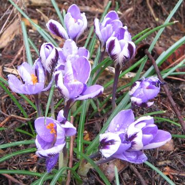 Crocus minimus - Zafferano minore