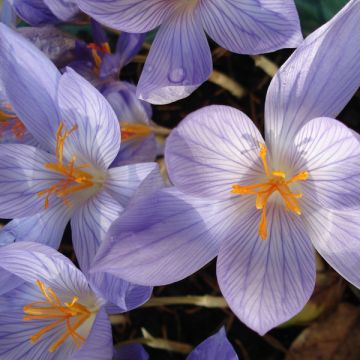 Crocus speciosus Conqueror