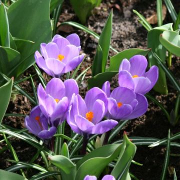 Crocus Remembrance - Croco