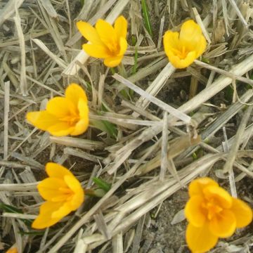 Crocus vitellinus - Croco