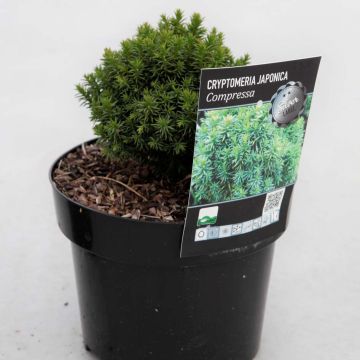 Cryptomeria japonica Compressa - Cedro del Giappone