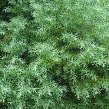 Cryptomeria japonica Elegans - Cedro del Giappone