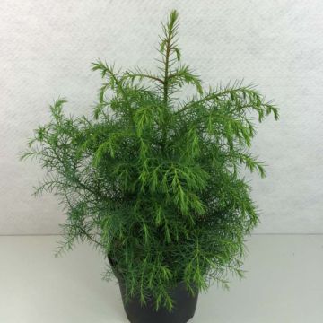 Cryptomeria japonica Elegans Viridis - Cedro del Giappone