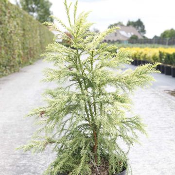 Cryptomeria japonica Sekkan Sugi - Cedro del Giappone