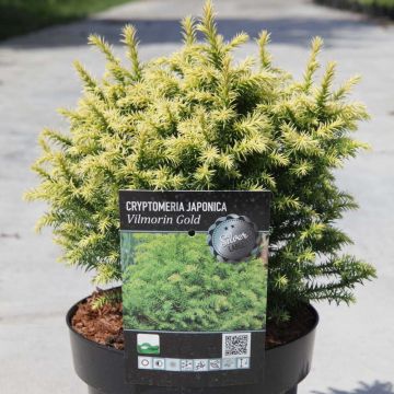 Cryptomeria japonica Vilmorin Gold - Cedro del Giappone