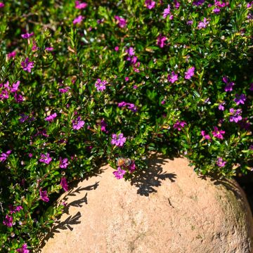 Cuphea hyssopifolia Purple