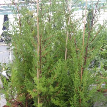 Cupressus macrocarpa