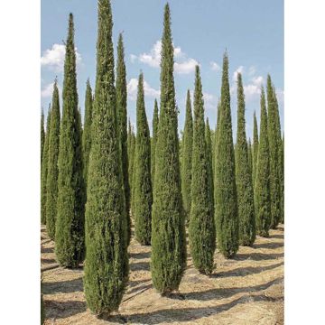 Cupressus sempervirens Garda - Cipresso comune