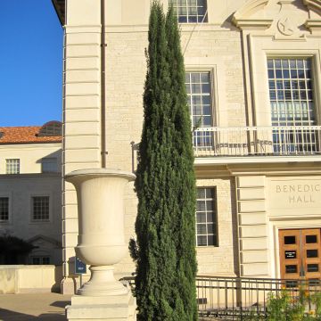 Cupressus sempervirens var. stricta Pyramidalis - Cipresso comune