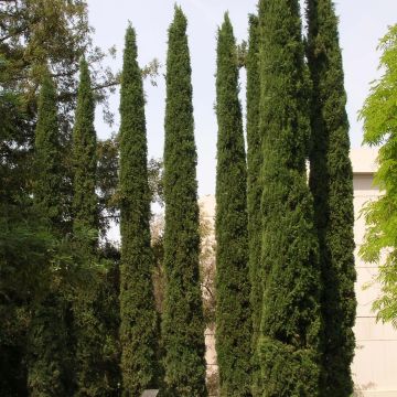 Cupressus sempervirens var. stricta - Cipresso comune