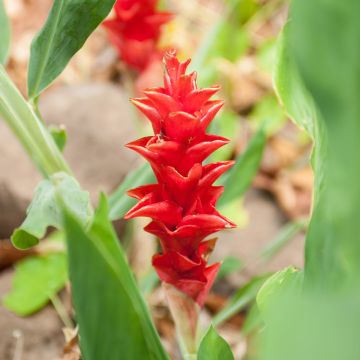 Curcuma alismatifolia Red