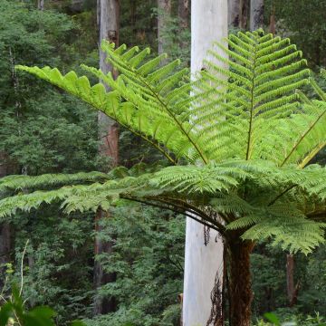 Cyathea cooperi - Felce arborea