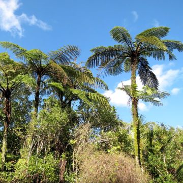 Cyathea medullaris - Felce nera