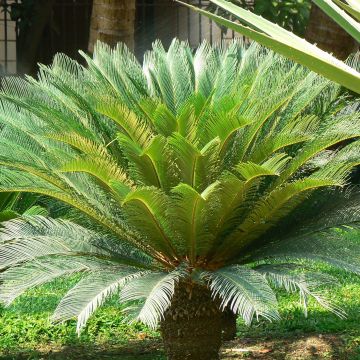 Cycas revoluta - Cycas del Giappone