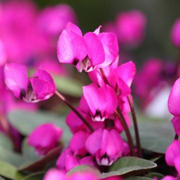 Ciclamino coum Fuschia feuillage vert