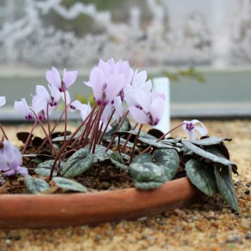 Cyclamen cilicium - Ciclamino