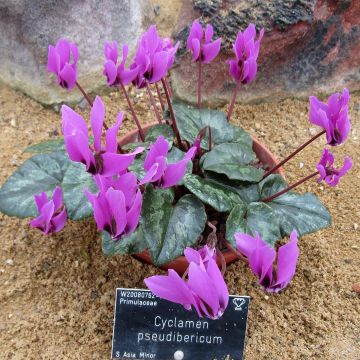 Cyclamen pseudibericum - Ciclamino