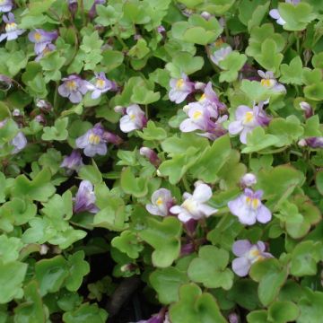 Cymbalaria muralis - Ciombolino comune