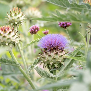 Cynara cardunculus var. altilis - Cardo