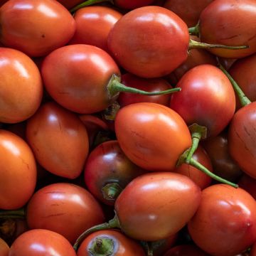 Tamarillo Red