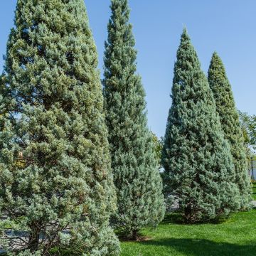 Cupressus arizonica Fastigiata