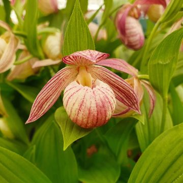 Cypripedium Bernd