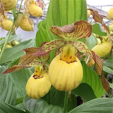 Cypripedium Inge