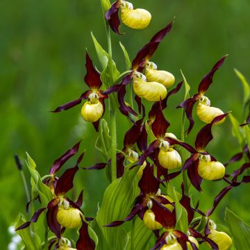 Cypripedium calceolus - Pianelle della Madonna