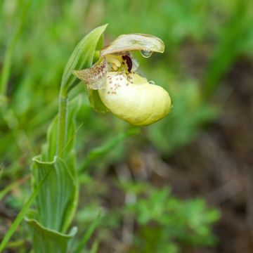 Cypripedium flavum