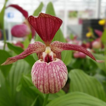 Cypripedium x ventricosum Red