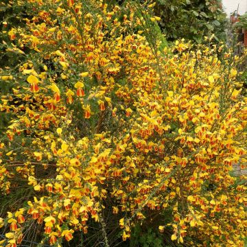 Cytisus scoparius Palette - Ginestra dei carbonai