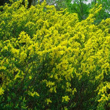 Cytisus decumbens