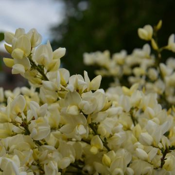 Cytisus kewensis