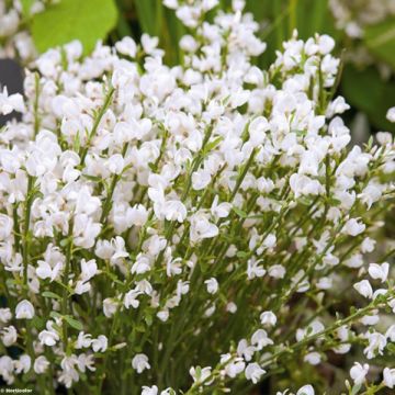 Cytisus praecox Albus - Citiso