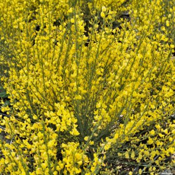 Cytisus praecox Allgold - Citiso