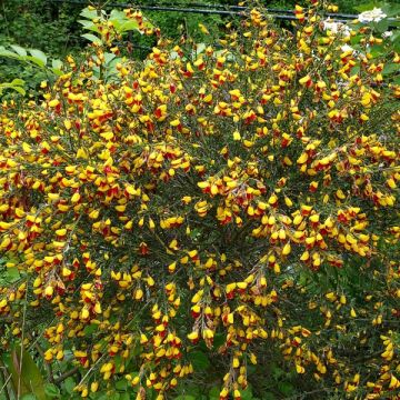 Cytisus scoparius Andreanus - Ginestra dei carbonai