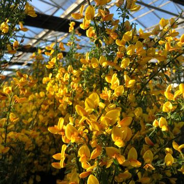 Cytisus scoparius Apricot Gem - Ginestra dei carbonai