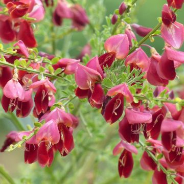 Cytisus scoparius Burkwoodii - Ginestra dei carbonai