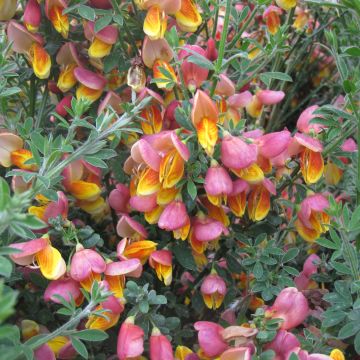 Cytisus scoparius La Coquette - Ginestra dei carbonai