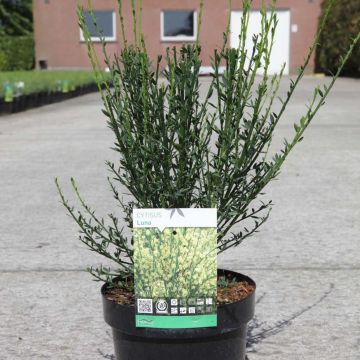 Cytisus scoparius Luna - Ginestra dei carbonai