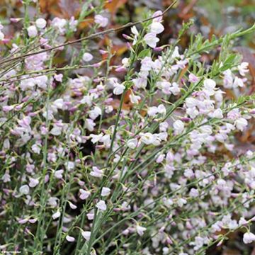 Cytisus scoparius Moyclare Pink - Ginestra dei carbonai