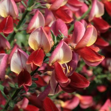 Cytisus scoparius Roter Favorit - Ginestra dei carbonai