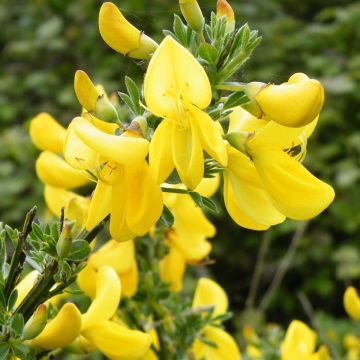 Cytisus scoparius Vanesse - Ginestra dei carbonai