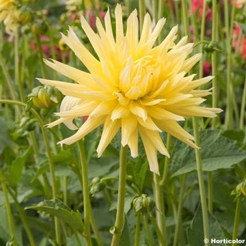 Dalia cactus Chabada