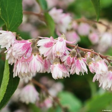 Deutzia scabra Codsall Pink